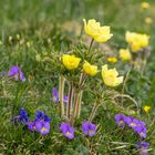 Bergblumenidylle im Frühling