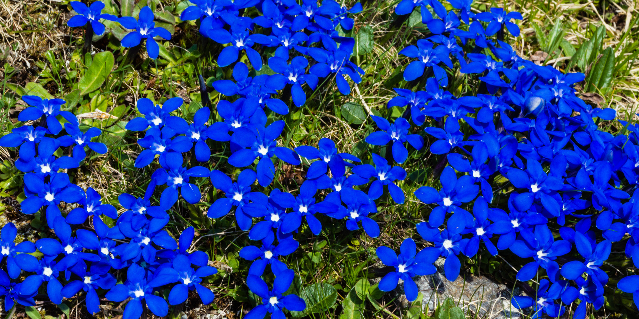 Bergblumenpracht am Umbrailpass III...