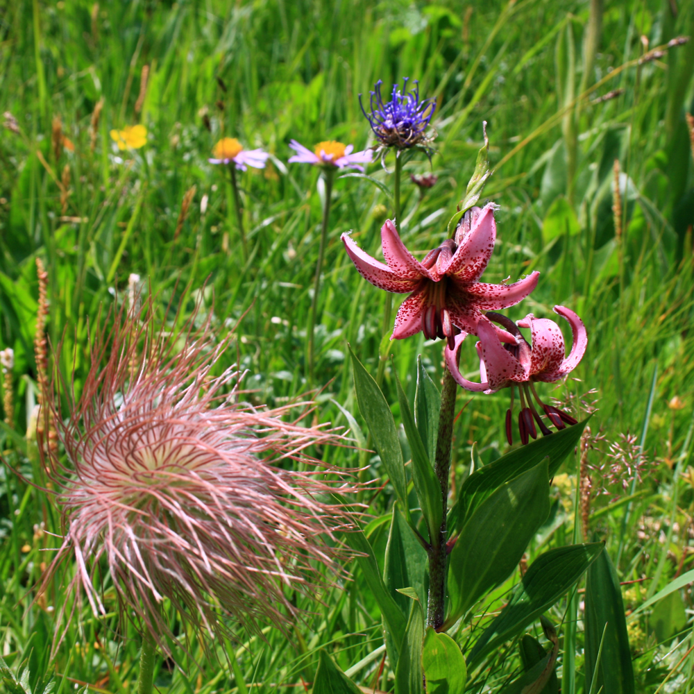 Bergblumenwiese!