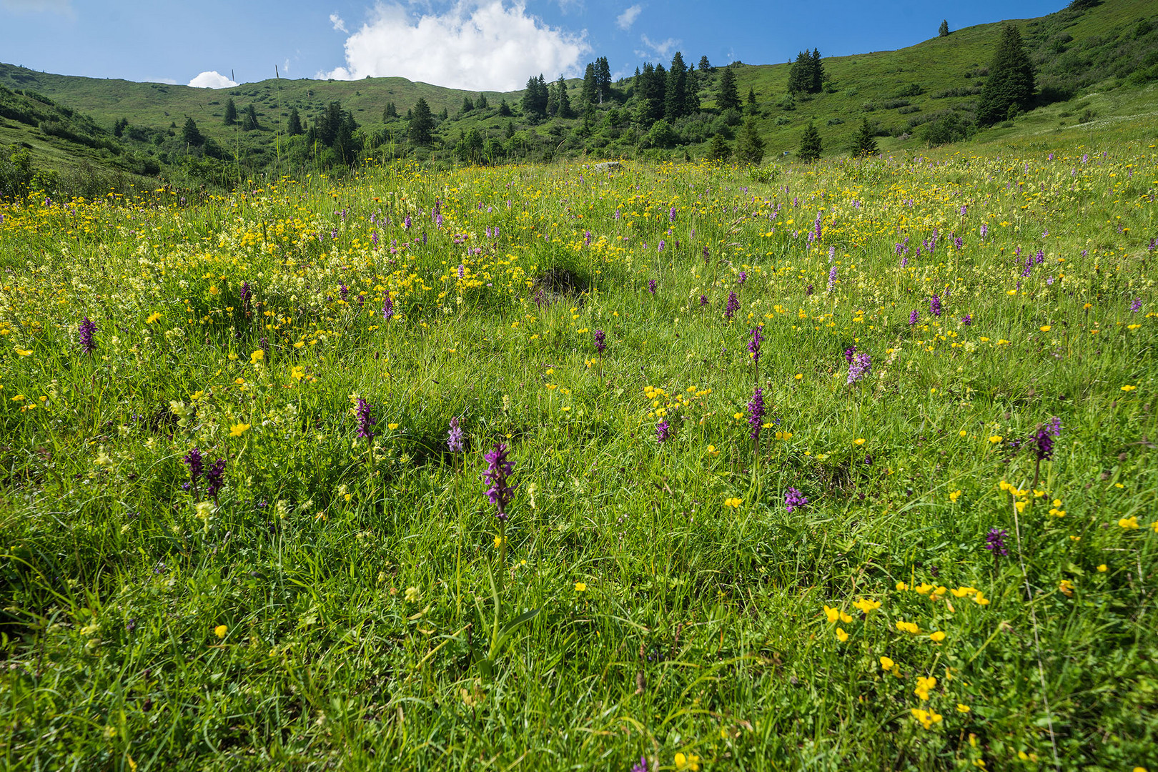 Bergblumenwiese