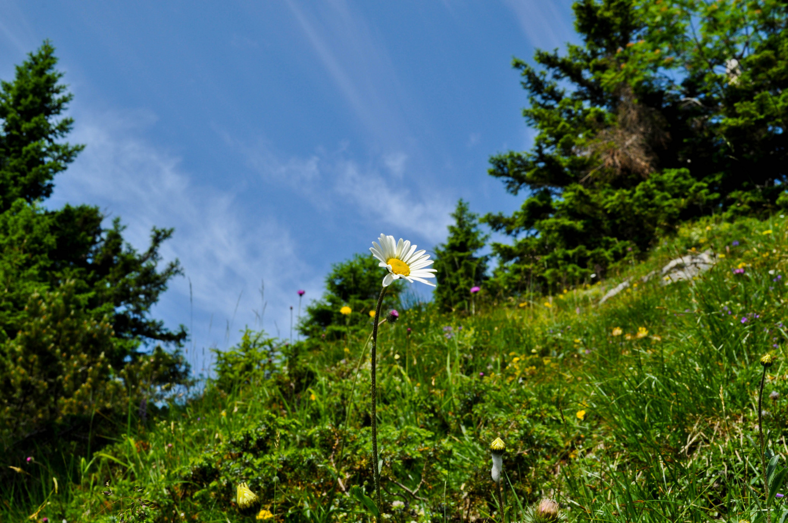 Bergblumenwiese