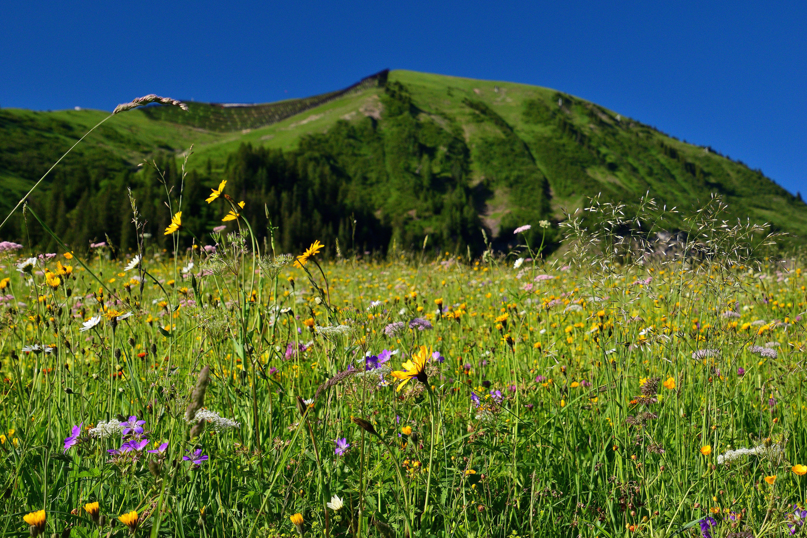 Bergblumenwiese