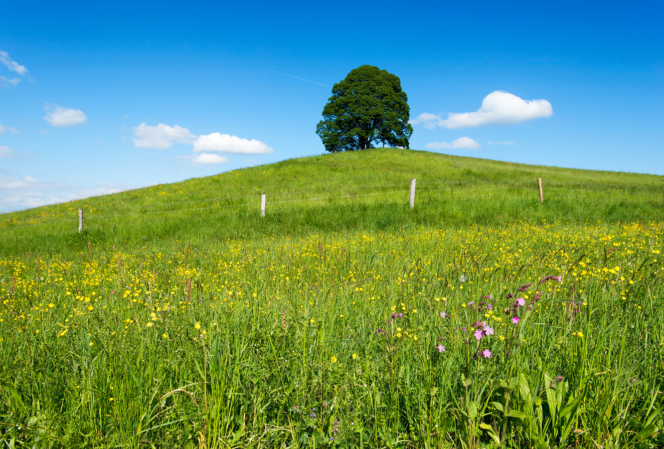 Berg(blumen)wiese