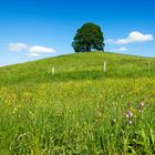 Berg(blumen)wiese