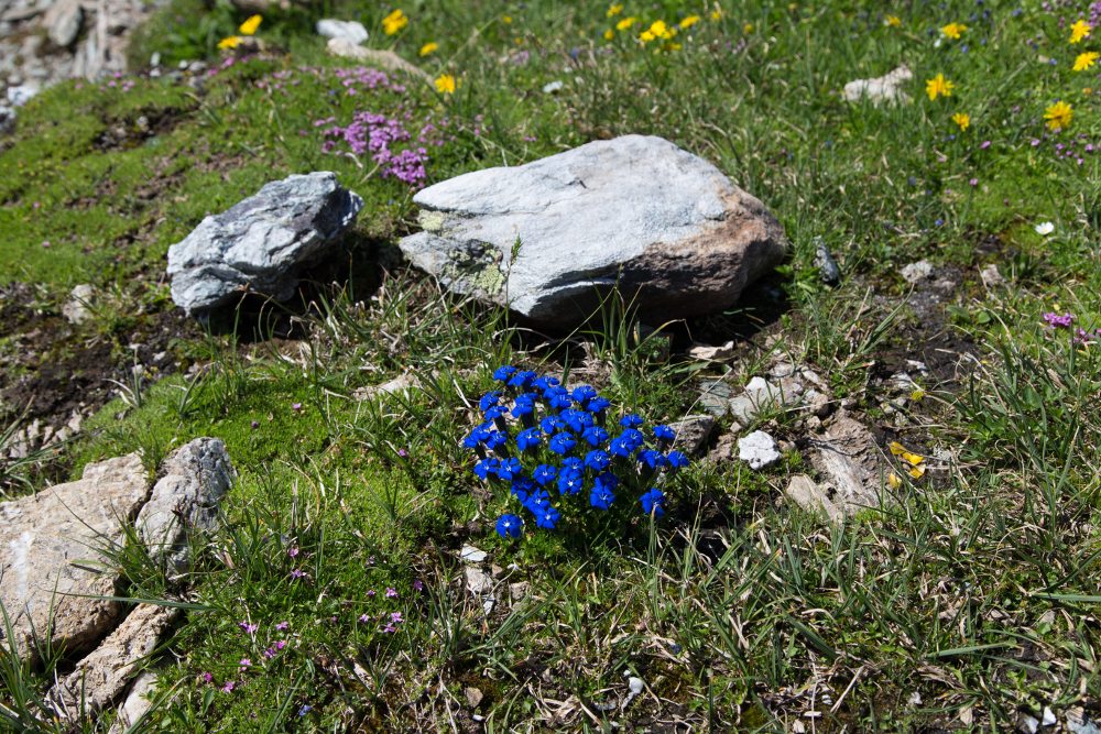 Bergblumenwiese