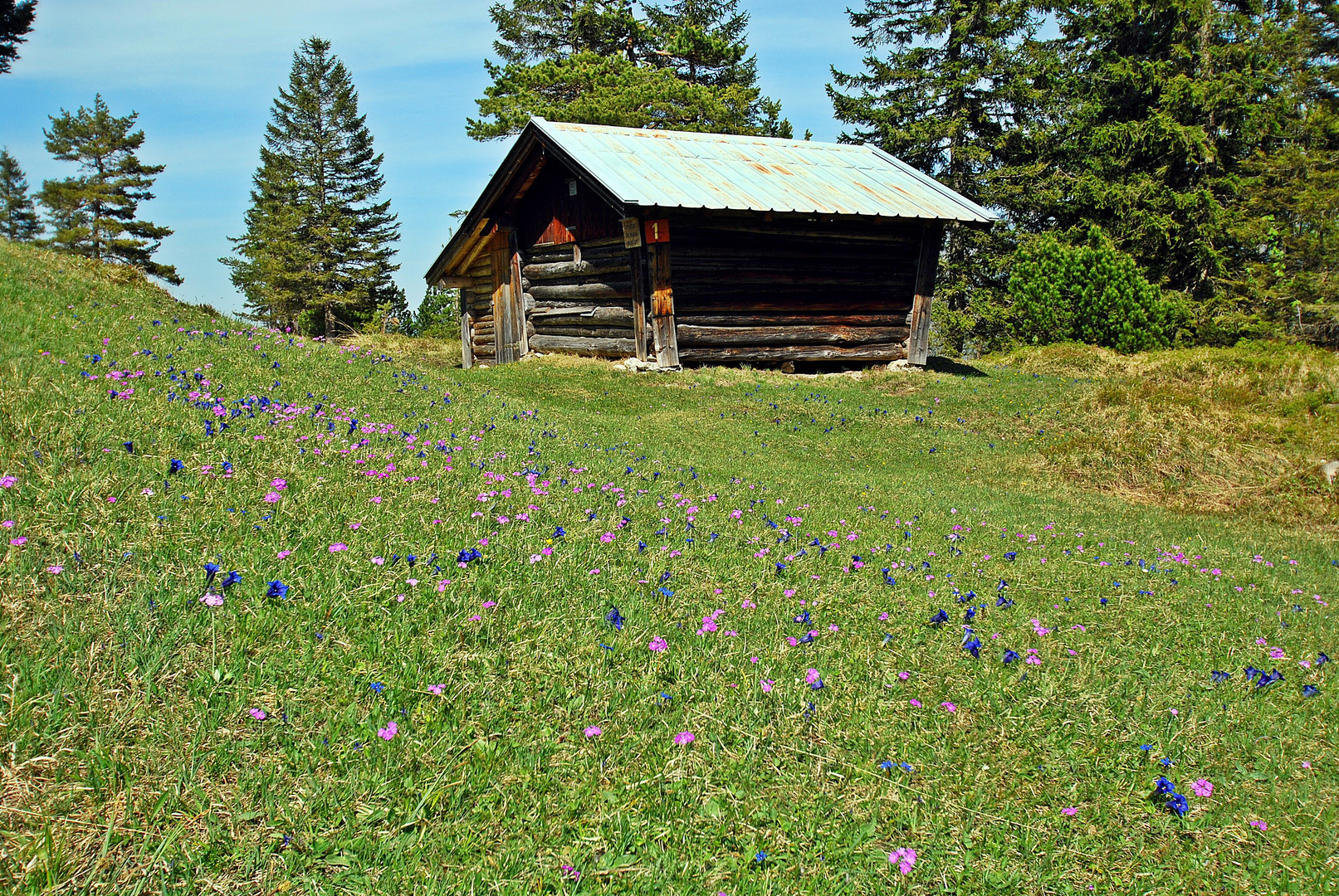 Bergblumenwiese mit Heustadl