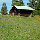 Bergblumenwiese mit Heustadl