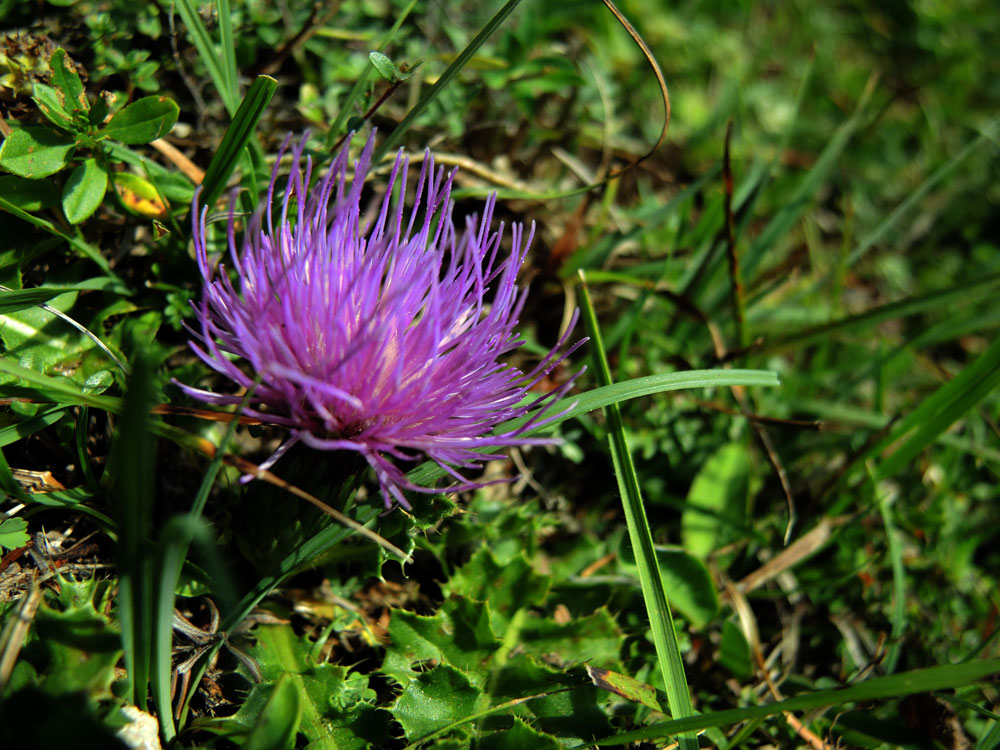 Bergdistel