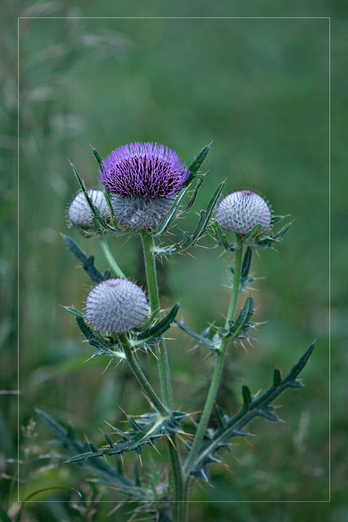 Bergdistel