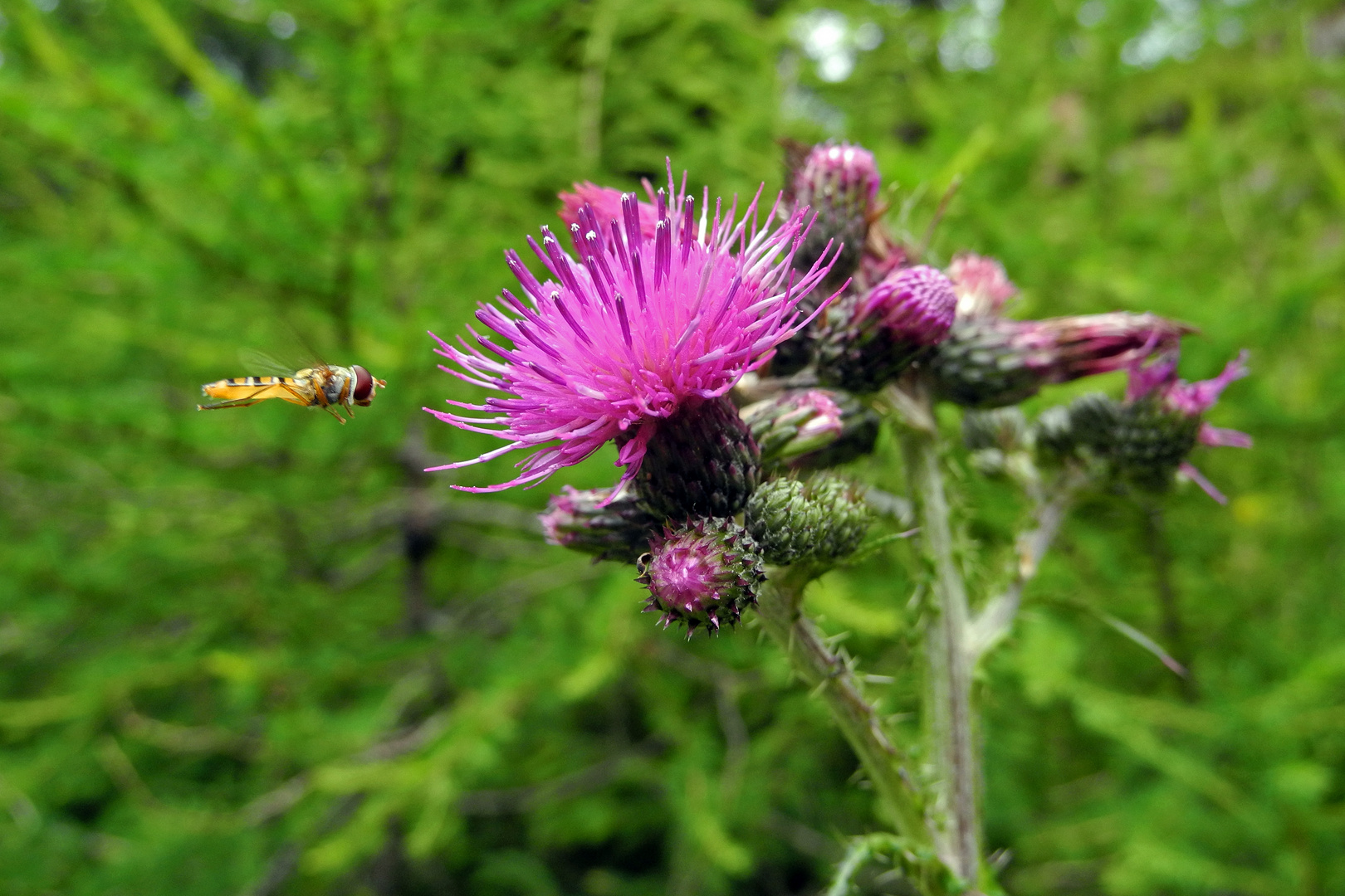 Bergdistel