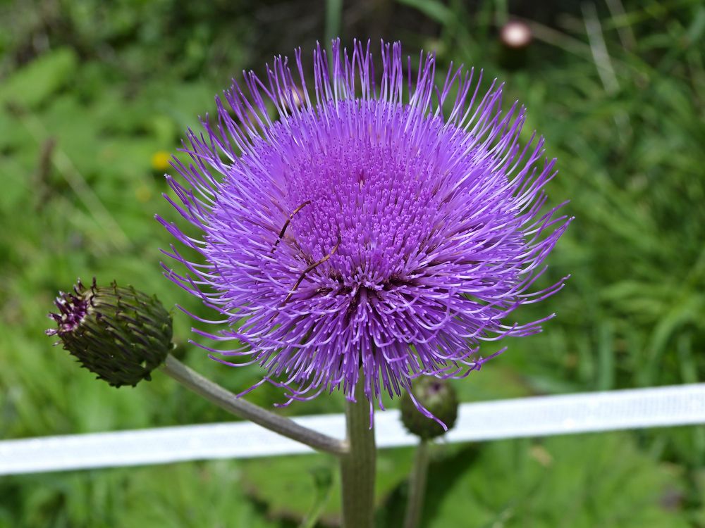 Bergdistel