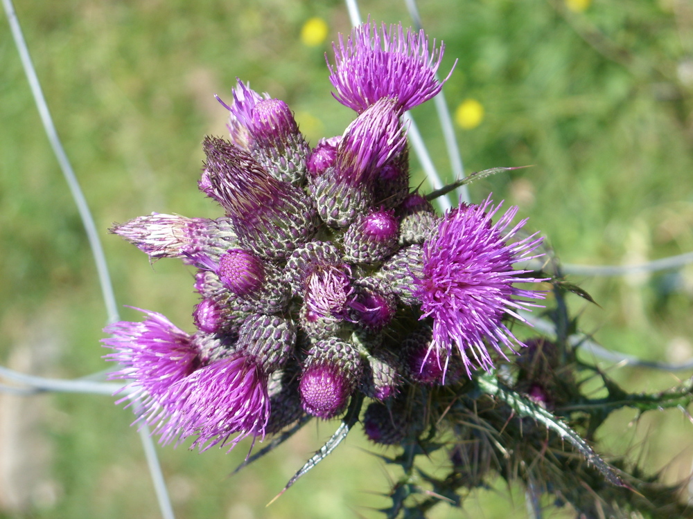 Bergdistel