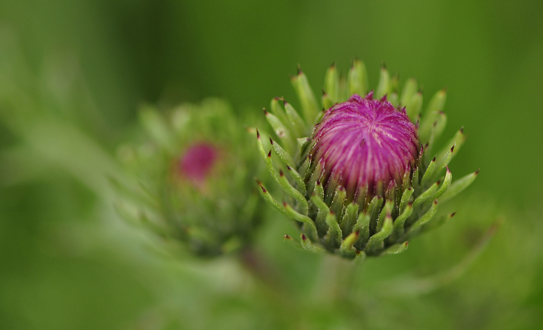 Bergdistel ...