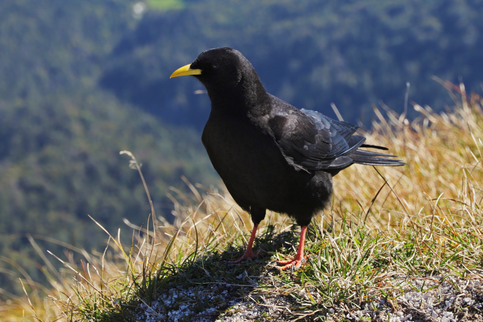 Bergdohle (2018_09_28_EOS 6D Mark II_8090_ji)