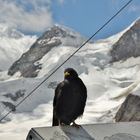 Bergdohle auf dem Jungfraujoch