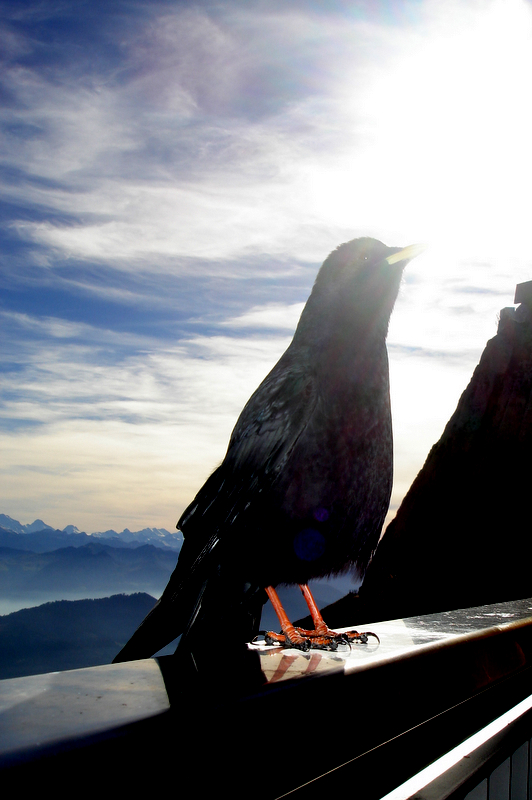 Bergdohle auf Pilatus