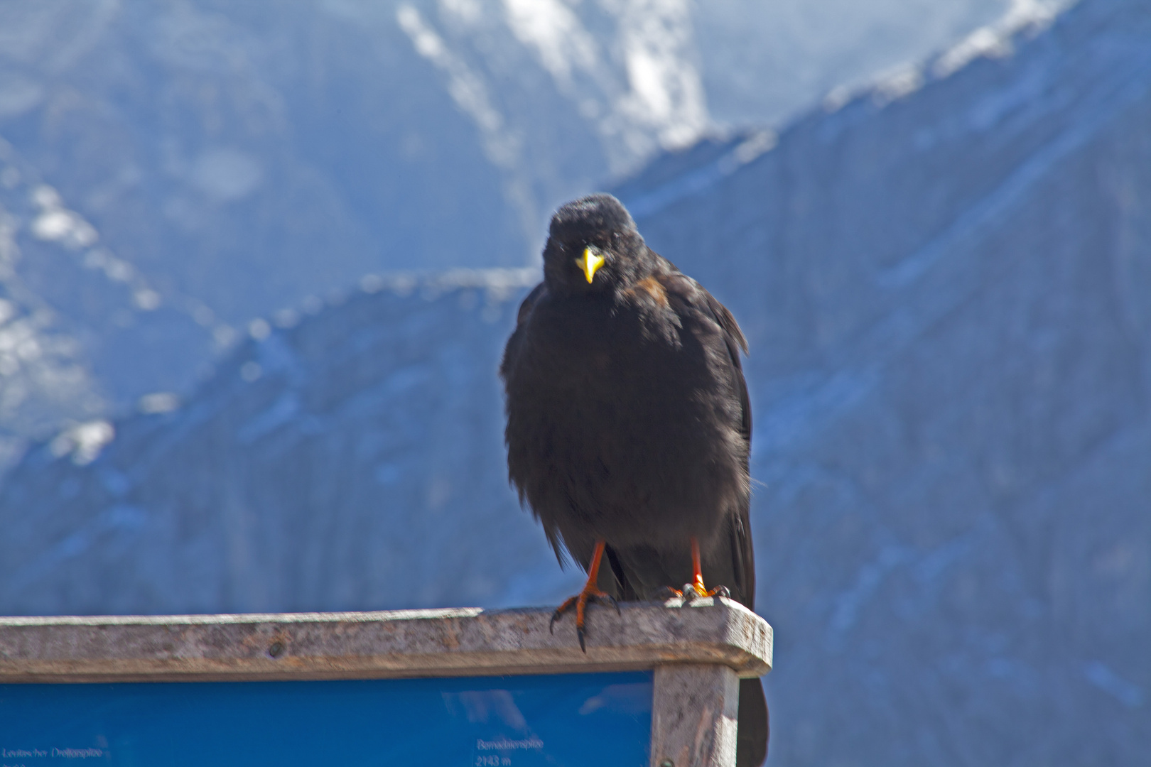 Bergdohle bei Garmisch am Osterfelderkopf