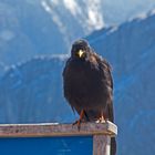 Bergdohle bei Garmisch am Osterfelderkopf