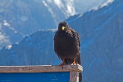 Bergdohle bei Garmisch am Osterfelderkopf