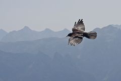 Bergdohle im Flug