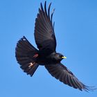 Bergdohle im Flug