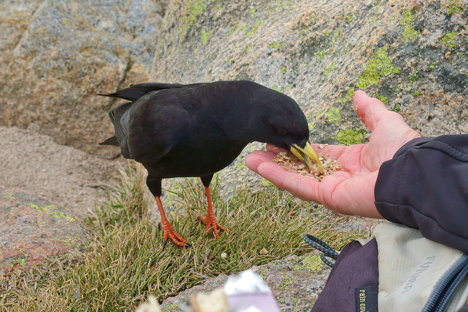 Bergdohle zu Besuch