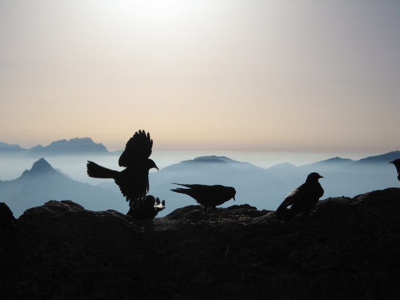 Bergdohlen auf Futtersuche