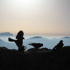 Bergdohlen auf Futtersuche