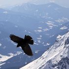 Bergdohlen auf Nahrungssuche in einer Höhe von 2700m, Dachsteingletscher!