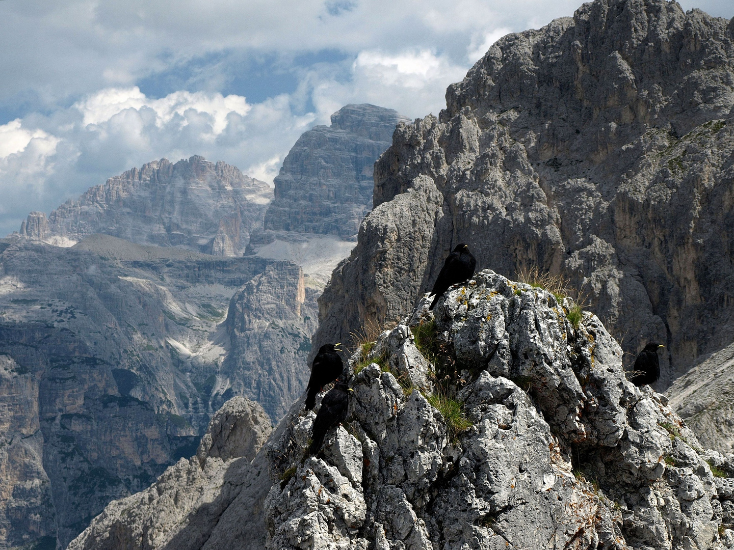 Bergdohlen sind in den Alpen überall zu Hause (Sextner Dolomiten)