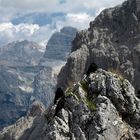 Bergdohlen sind in den Alpen überall zu Hause (Sextner Dolomiten)