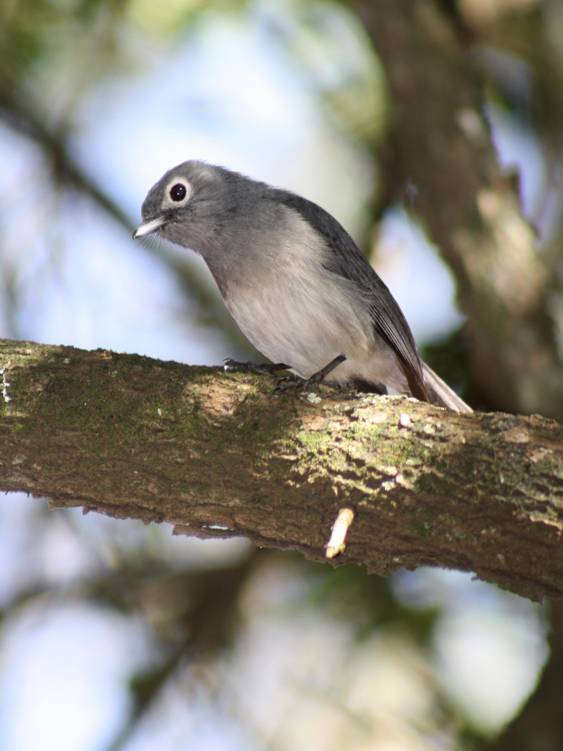 Bergdrongoschnäpper in Kenia