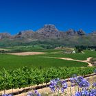 Berge, blauer Himmel & Reben