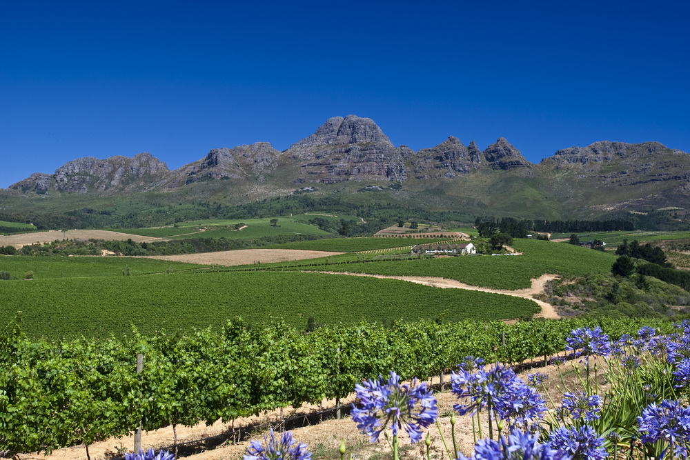 Berge, blauer Himmel & Reben