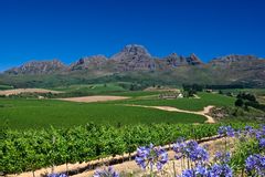 Berge, blauer Himmel & Reben