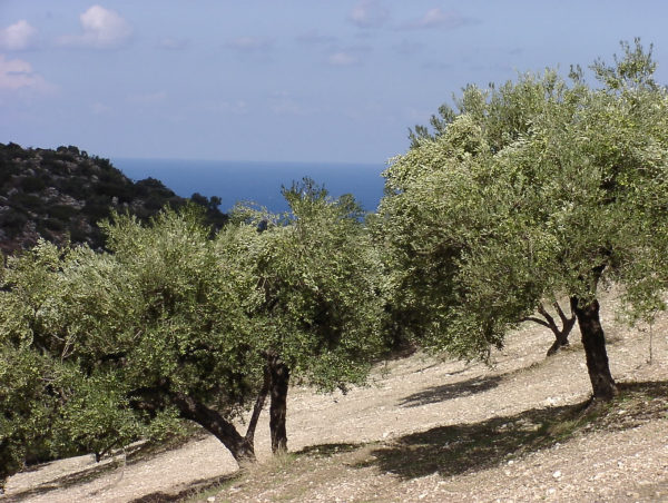 Berge, Oliven, Meer