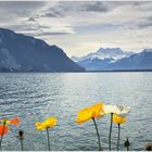 Berge, Seen, Blumen