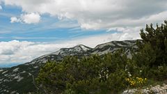 Berge und Blüten