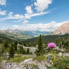 Berge und Blumen