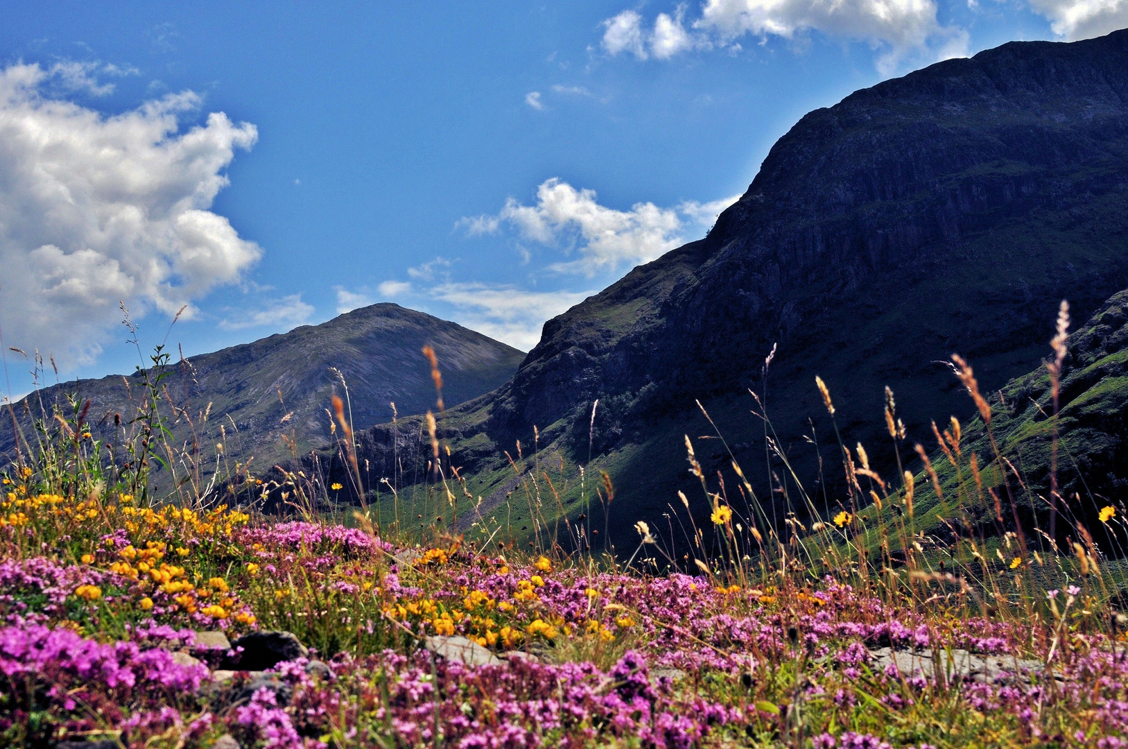 Berge und Blumen