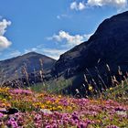 Berge und Blumen