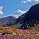 Berge und Blumen