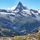 Berge und Blumen des Hochgebirges