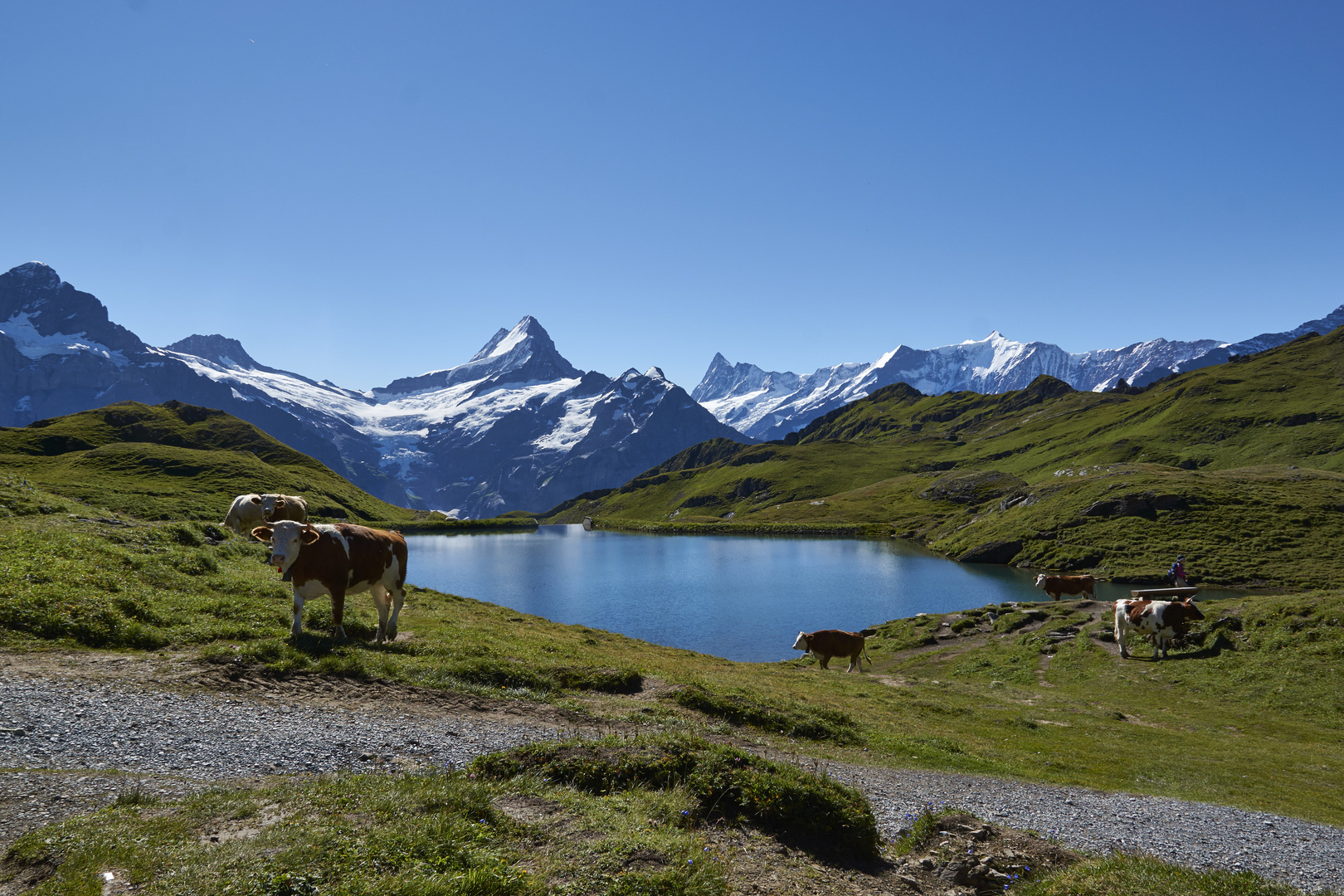 Berge und Kühe