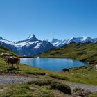 Berge und Kühe