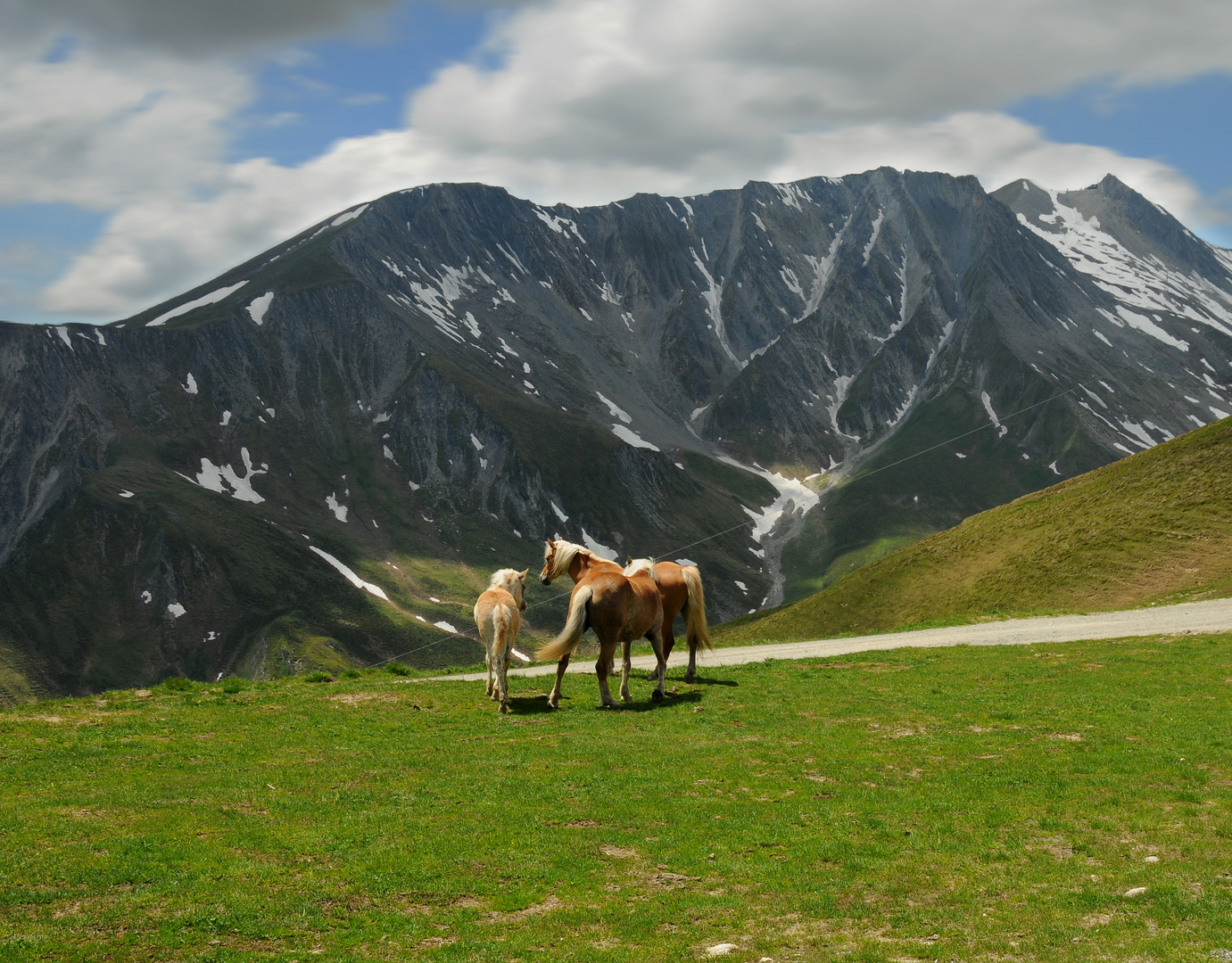 Berge und Pferde