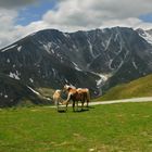 Berge und Pferde