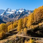 Berge und Wald