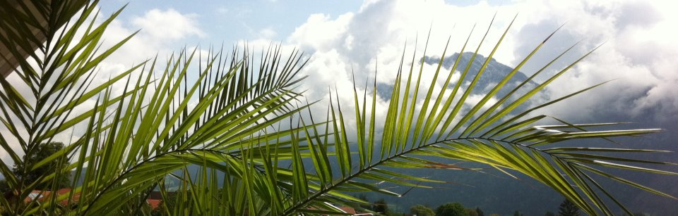 Berge unter Palmen