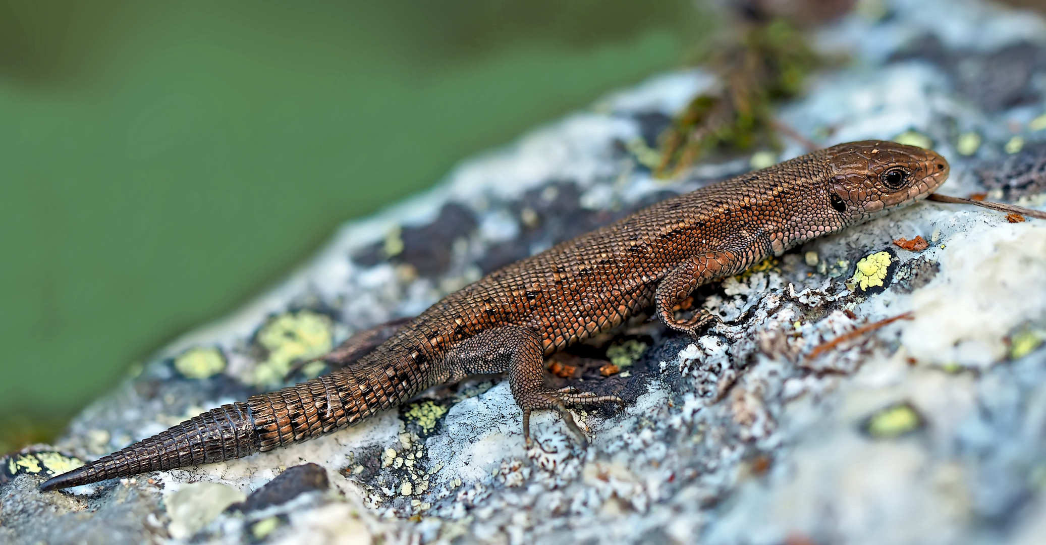 Bergeidechse (Zootoca vivipara) mit Schwanzregenerat. - Lézard vivipare.